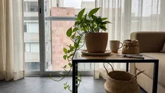 Por qué tu potus no saca hojas nuevas y cómo hacerlo crecer otra vez