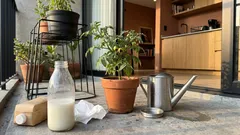 Cómo usar leche caducada en tus jitomates sin atraer plagas ni mal olor